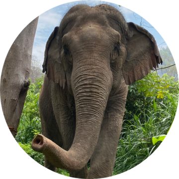 Visit Us - Elephant Profile